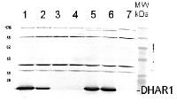 DHAR1 | Dehydroascorbate Reductase 1 in the group Antibodies Plant/Algal  / Mitochondria | Respiration at Agrisera AB (Antibodies for research) (AS11 1746)